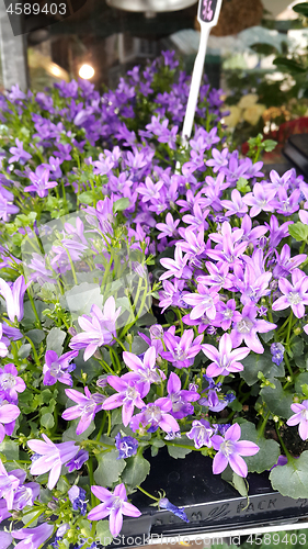 Image of Beautiful bell flowers