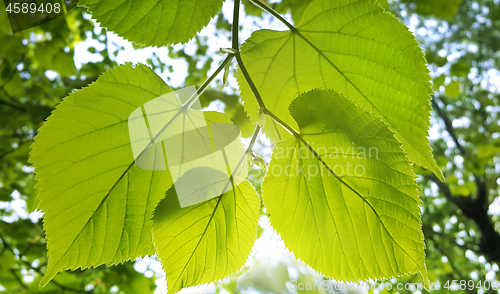 Image of Spring green branch of linden tree 