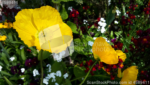 Image of Beautiful yellow poppies