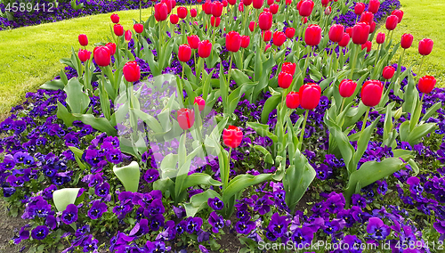 Image of Green lawn with beautiful tulips and violets flowers