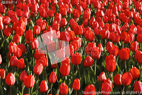 Image of Beautiful red tulips