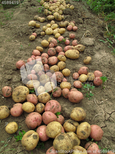 Image of Fresh organic potatoes on the ground