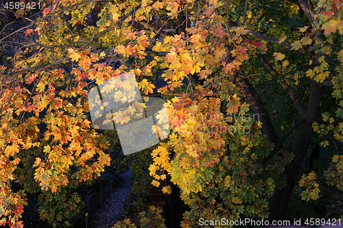 Image of Foliage of bright yellow autumn maple tree