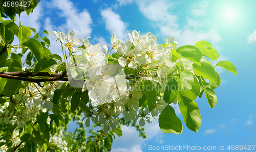 Image of Branch of a spring fruit tree with beautiful white flowers 
