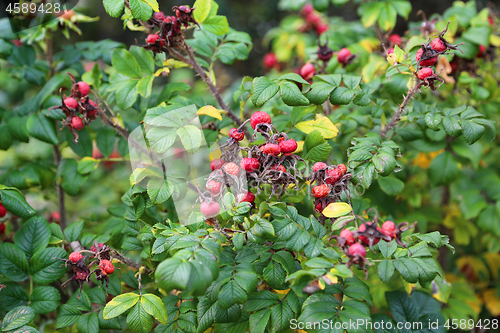 Image of Dog-rose berries in autumn