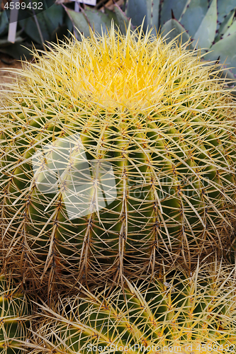 Image of Large cactus with long spines