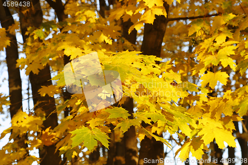 Image of Beautiful golden autumn leaves of maple