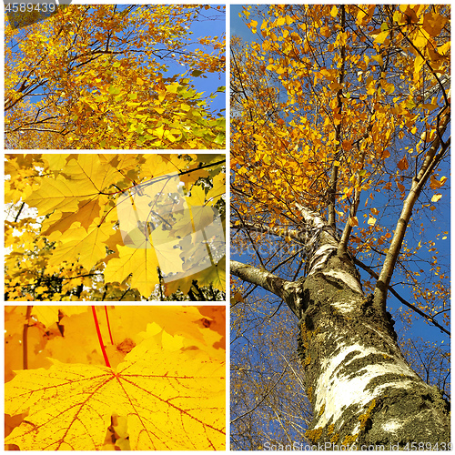 Image of Bright collage of autumn trees and leaves