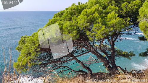 Image of Beautiful seascape with green pines in the foreground