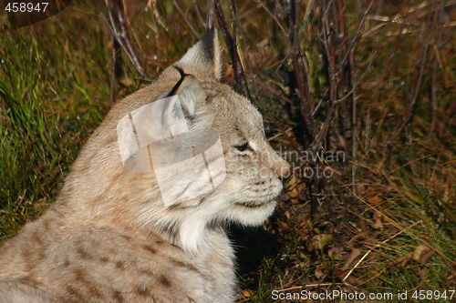 Image of Lynx Lynx Gaupe