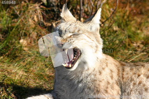 Image of Yawning Lynx lynx