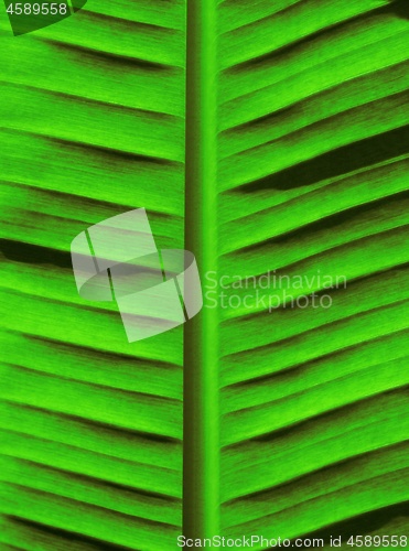 Image of Green Palm Tree Background