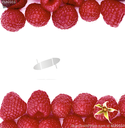 Image of Double Border of Raspberries 