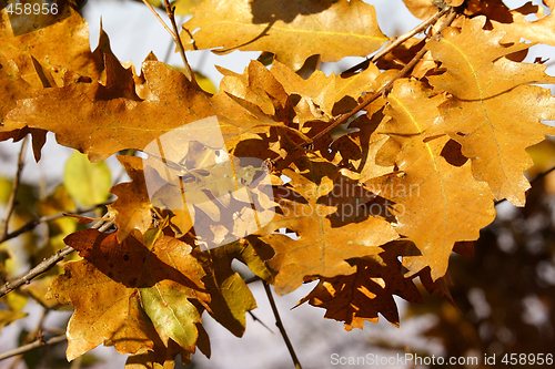 Image of autumn golden oak leaves