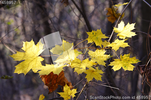 Image of maple leaves in woodland