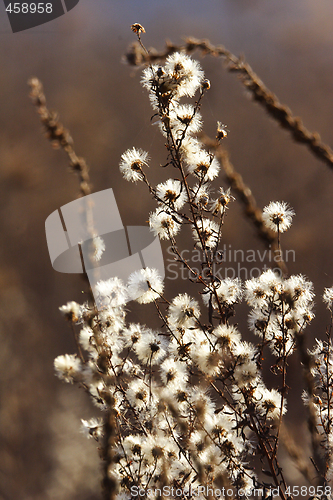 Image of wild mountain plants