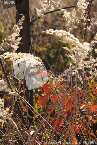 Image of wild mountain plants