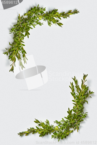 Image of Vertical corner frame from evergreen leaves twigs.