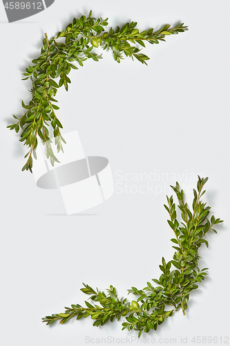 Image of Vertical corner frame from evergreen leaves twigs.