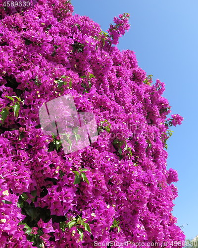 Image of Bougainvillea in blossom 