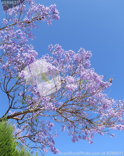 Image of Tree with blue flowers