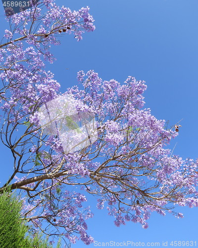 Image of Tree with blue flowers