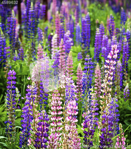 Image of Blooming Colorful Lupines