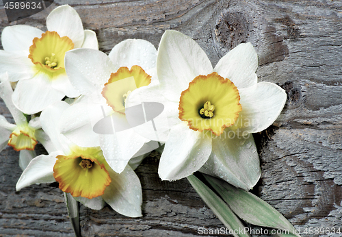 Image of Spring White Daffodils