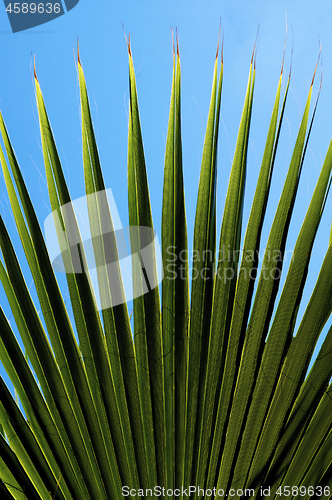 Image of Green Palm Leaf