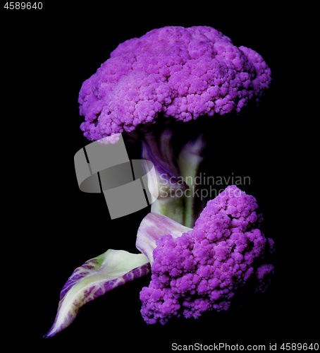 Image of Fresh Purple Cauliflower