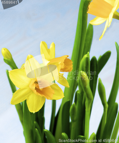 Image of Wild Yellow Daffodils