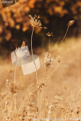 Image of wild mountain plants