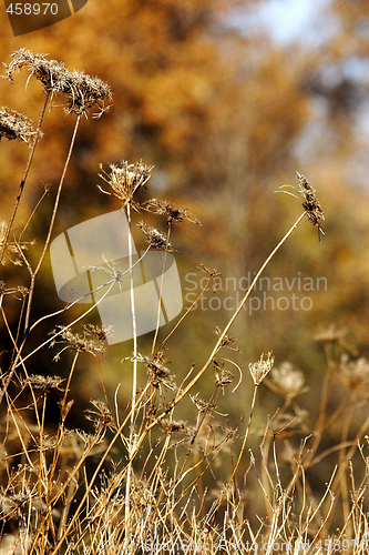 Image of wild scrubland plant