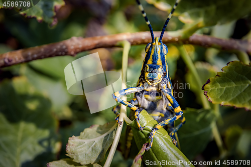 Image of Aularches miliaris is a monotypic grasshopper species of the gen