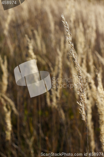 Image of wild mountain plants