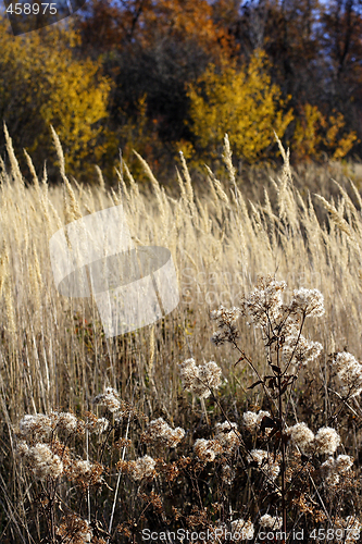 Image of wild mountain plants