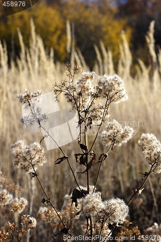 Image of wild mountain plants