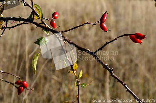 Image of wild rose hip berries