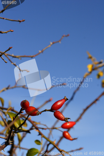 Image of wild rose hip berries