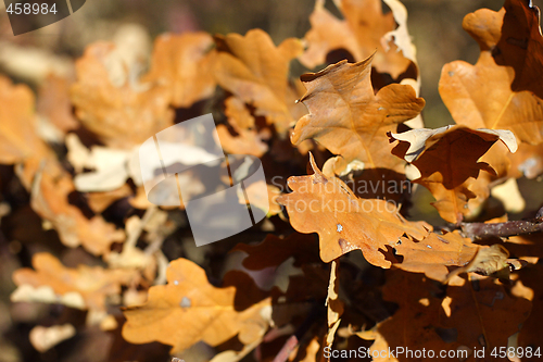 Image of autumn golden oak leaves