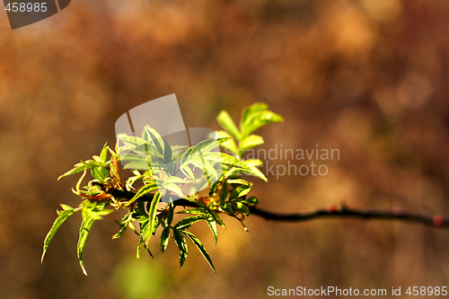 Image of green leaves in autumn