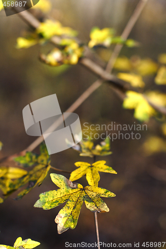 Image of close up of autumn leef