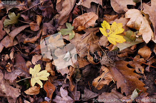 Image of colorful fall leaves