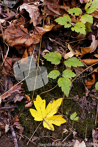 Image of colorful fall leaves