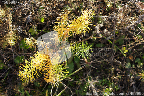 Image of wild plant on mountainside