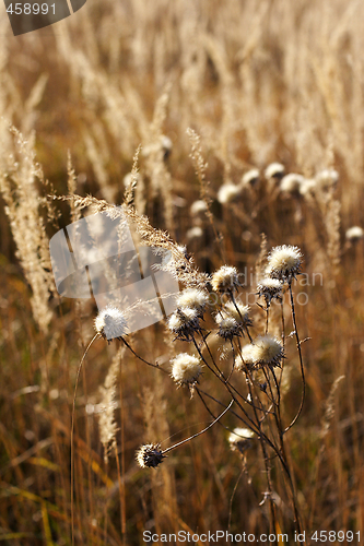 Image of wild mountain plants