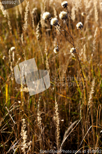 Image of wild mountain plants