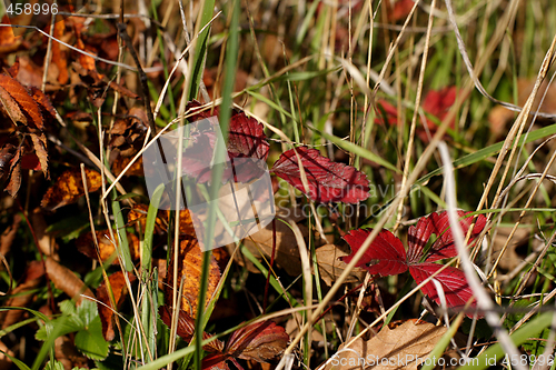 Image of colorful fallen leaves in grass