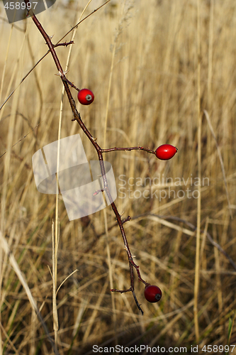 Image of wild rose hip berries