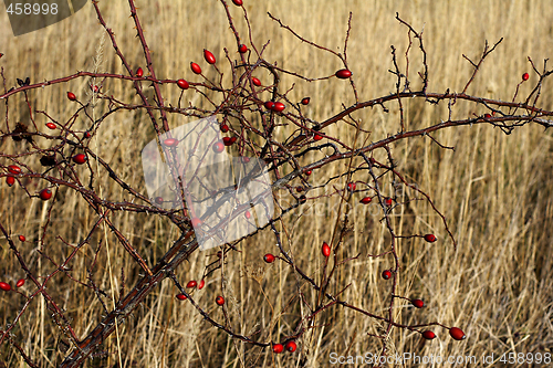 Image of wild rose hip berries